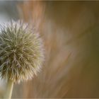 *Distel & Natur°Abstrakt*