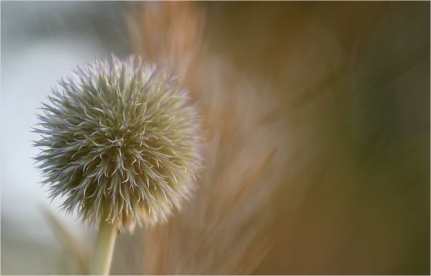 *Distel & Natur°Abstrakt*