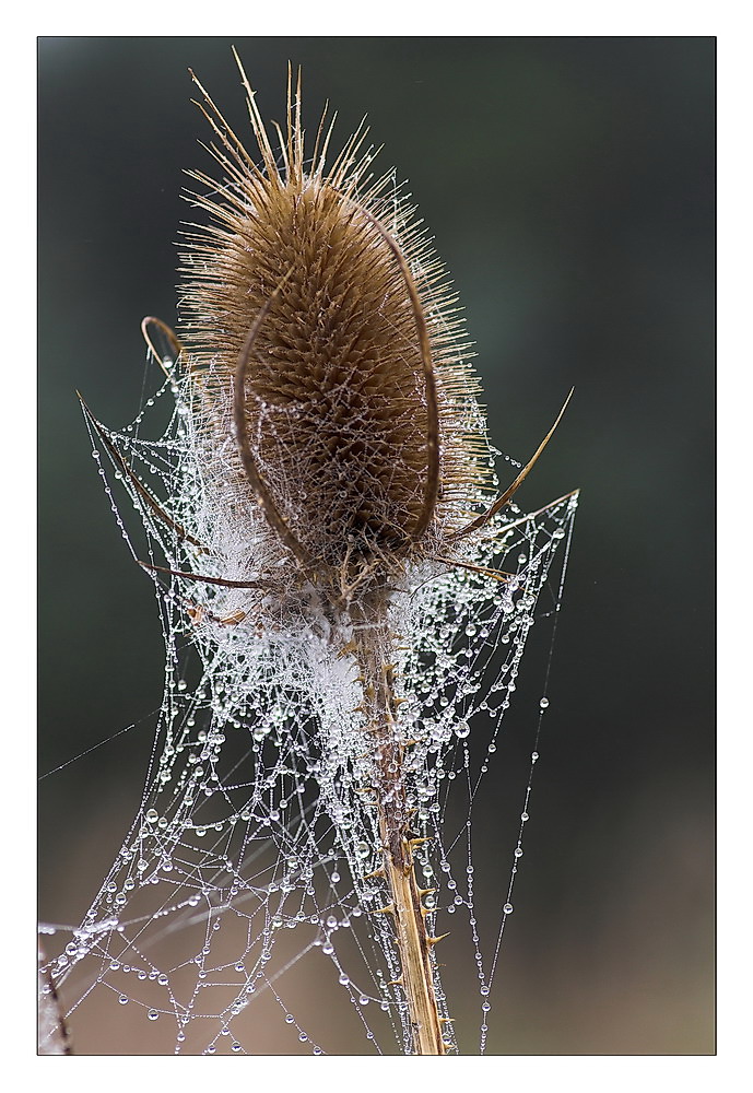 Distel - neues Makroobjektiv