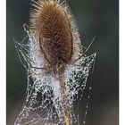 Distel - neues Makroobjektiv