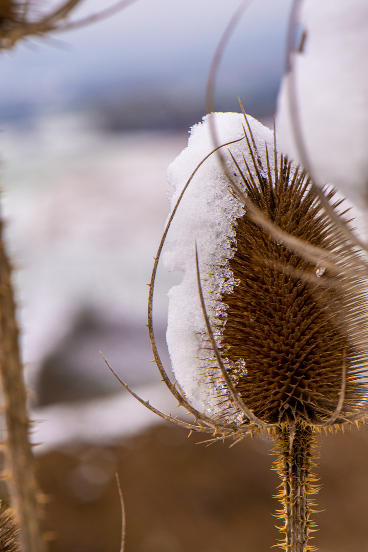 Distel nicht ....