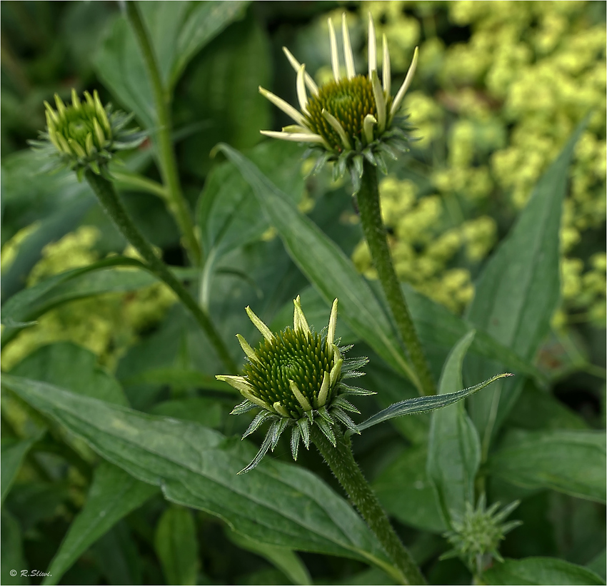 Distel oder Karde