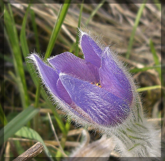 Distel oder So !? Wunderschön