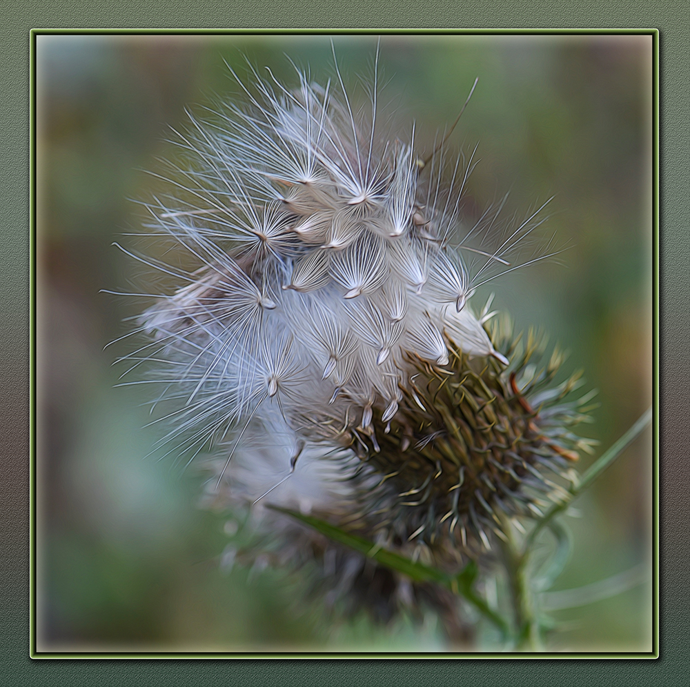 Distel Orgasmus