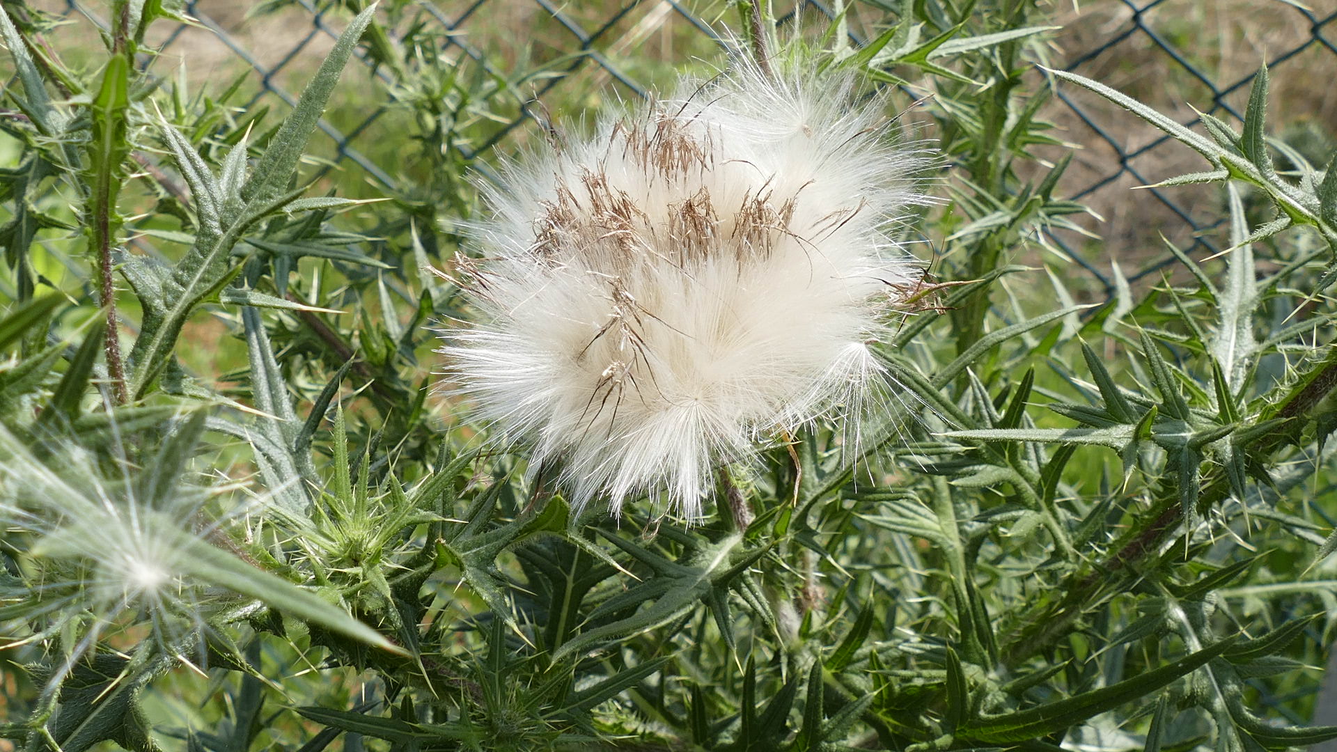 Distel-Pusteblume