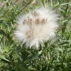 Distel-Pusteblume