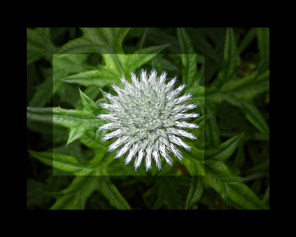 Distel RELOADED