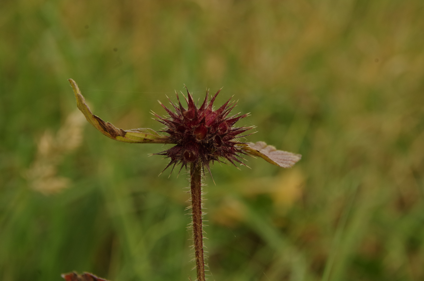 Distel rot