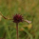 Distel rot