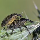 Distel Rüsselkäfer