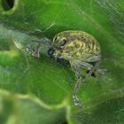 Distel-Rüsselkäfer, Larinus planus