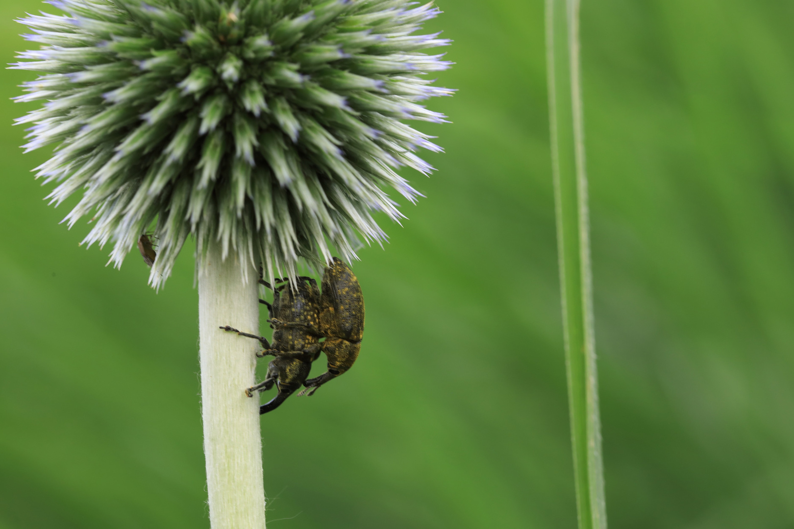 Distel-Rüsselkäfer_Paarung