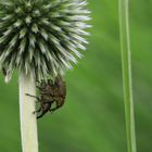 Distel-Rüsselkäfer_Paarung