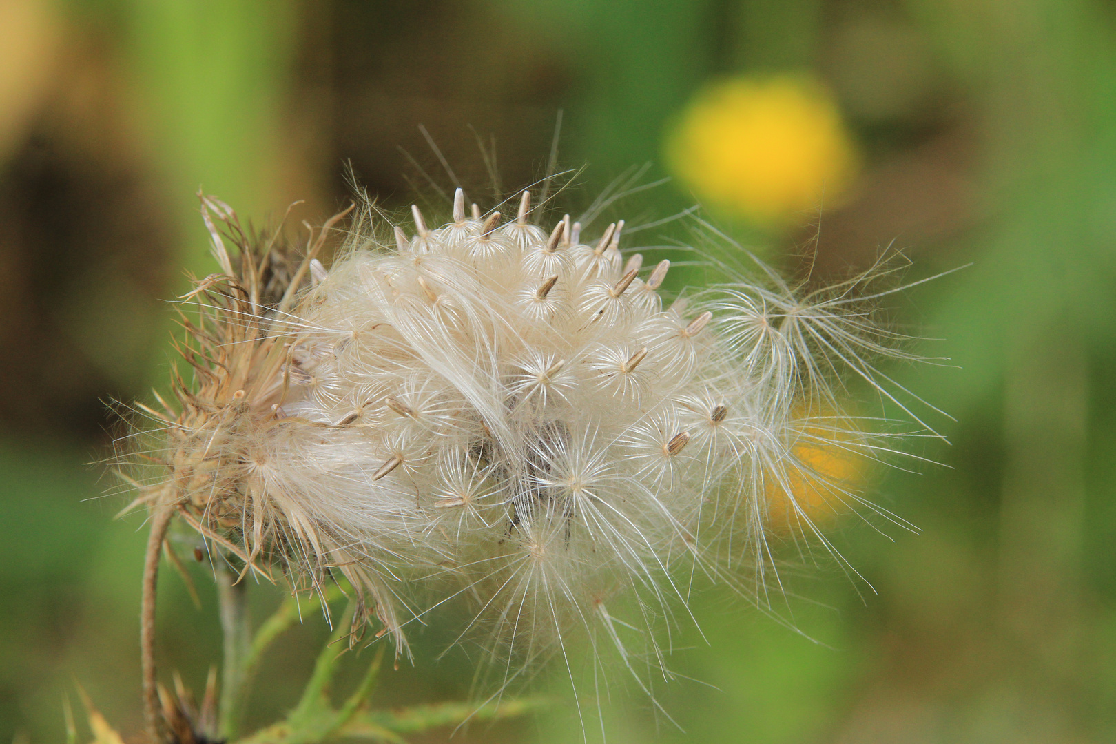 Distel - Samen