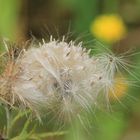 Distel - Samen