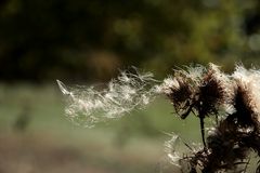 Distel Samen