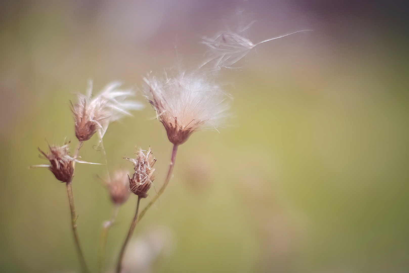 Distel Samen