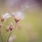 Distel Samen