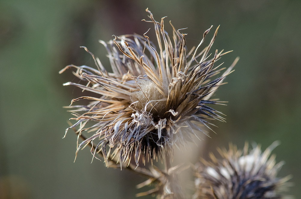 Distel-Samenstand