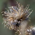 Distel-Samenstand