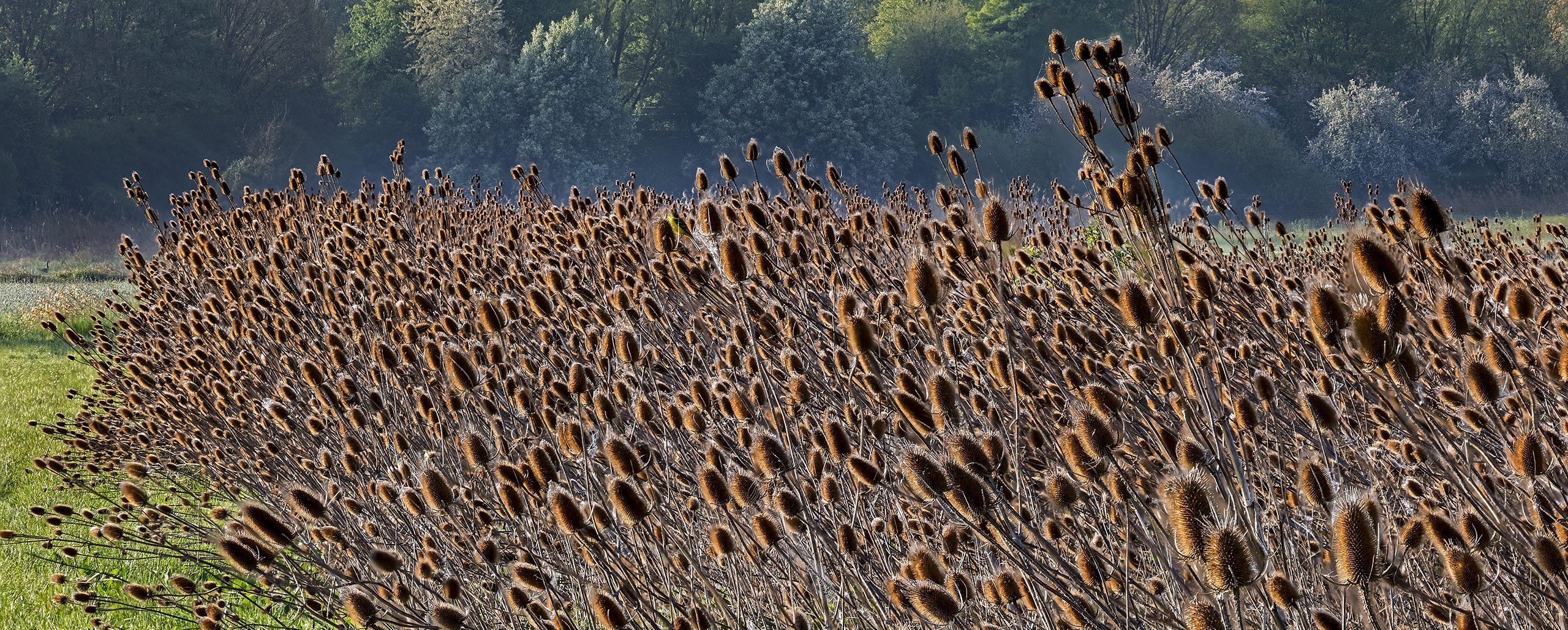 DISTEL-SCHWARM (Wilde Karde)