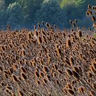 DISTEL-SCHWARM (Wilde Karde)