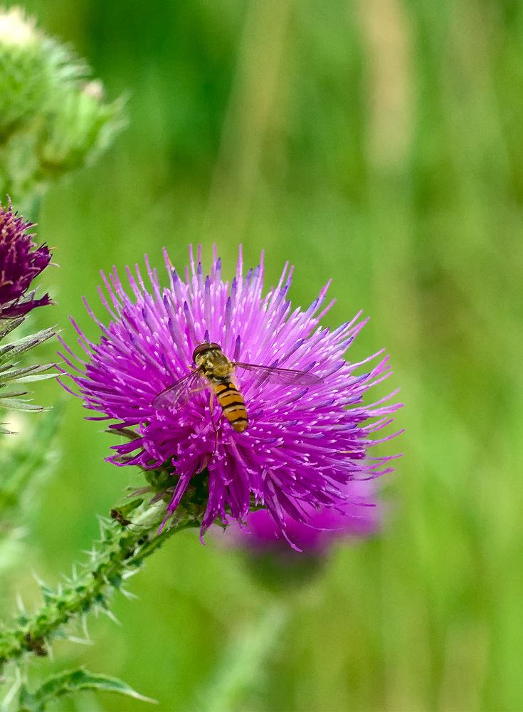 Distel, Schwebfliege