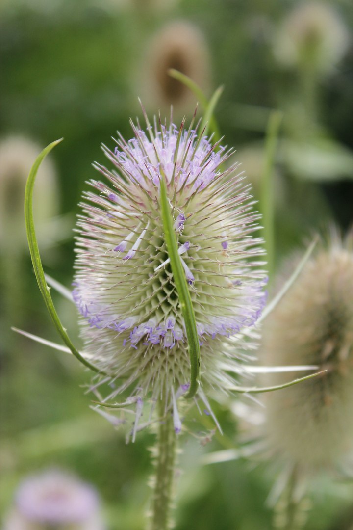 Distel, so nervig im Garten aber doch so wunderschön