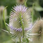 Distel, so nervig im Garten aber doch so wunderschön