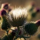 Distel Sonne und Erdtöne