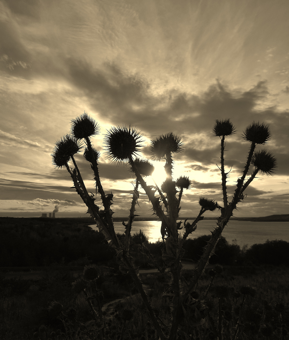 Distel- Störmthaler See bei Leipzig