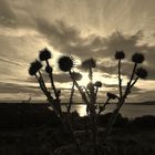 Distel- Störmthaler See bei Leipzig