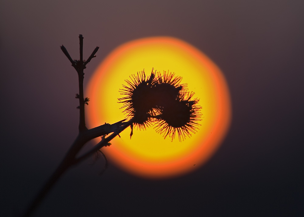 Distel ...Sun ... Sundisteldown :-))