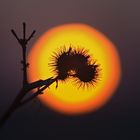 Distel ...Sun ... Sundisteldown :-))