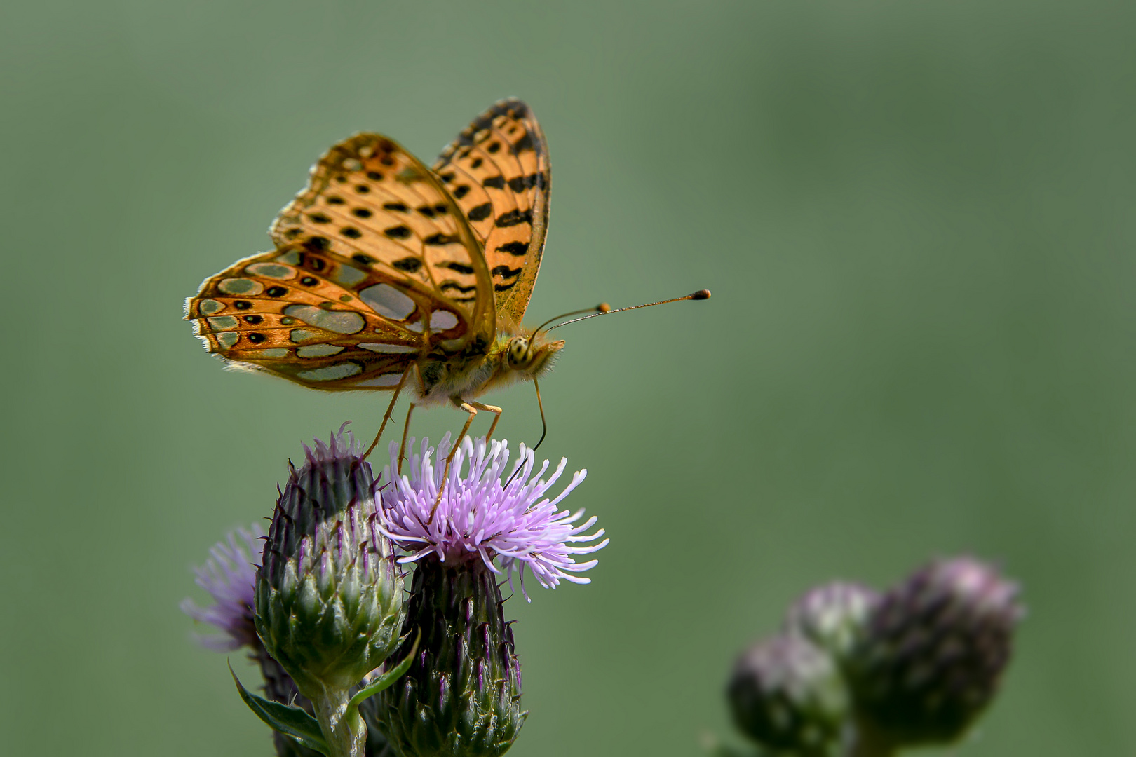 Distel-Super