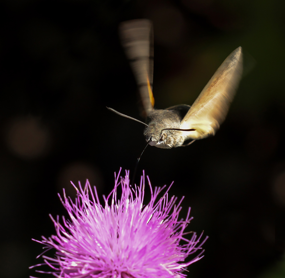 Distel-Tanke (3. Versuch)