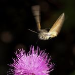 Distel-Tanke (3. Versuch)