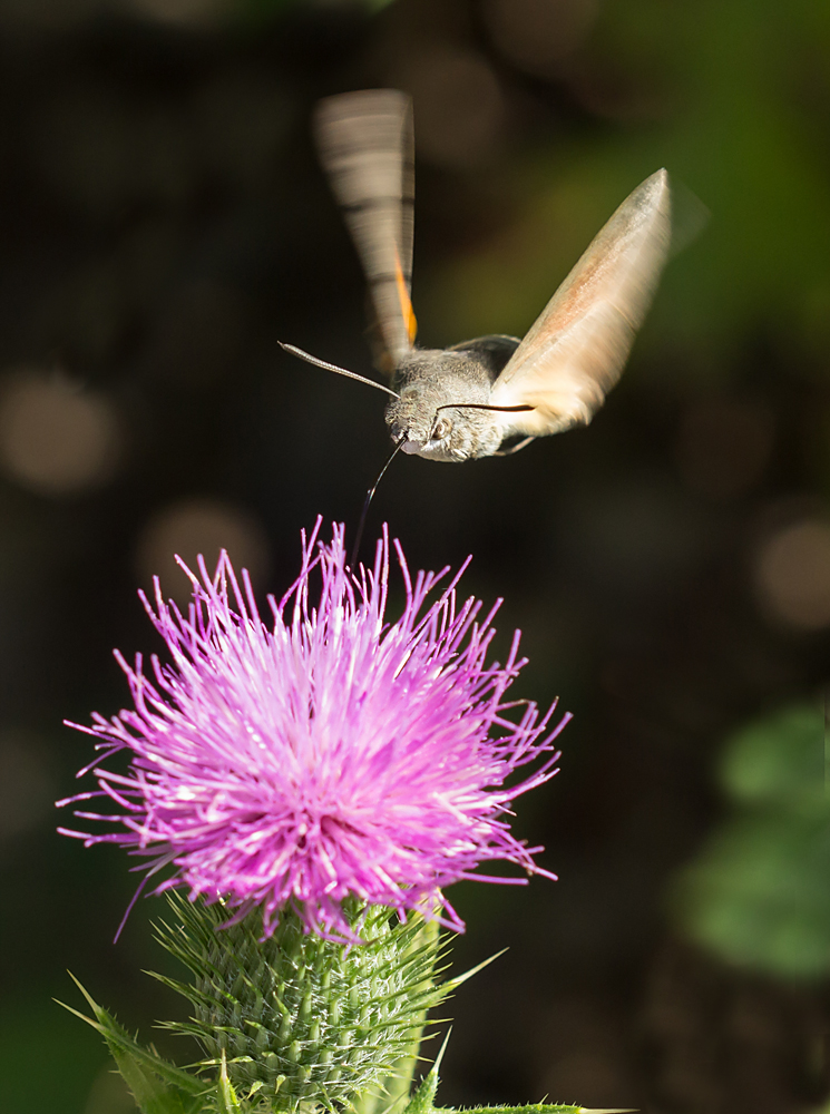 Distel-Tanke