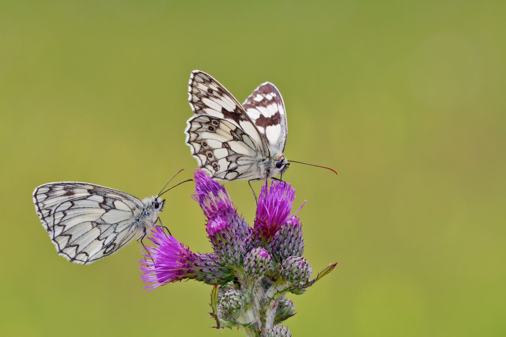 * Distel-Treffen *