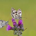 * Distel-Treffen *