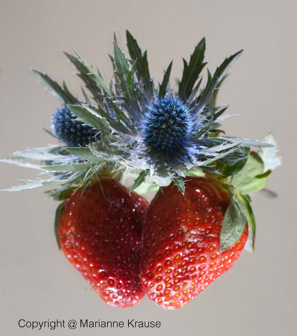 Distel trifft Erdbeeren oder Blau(grau) trift (knallig) Rot