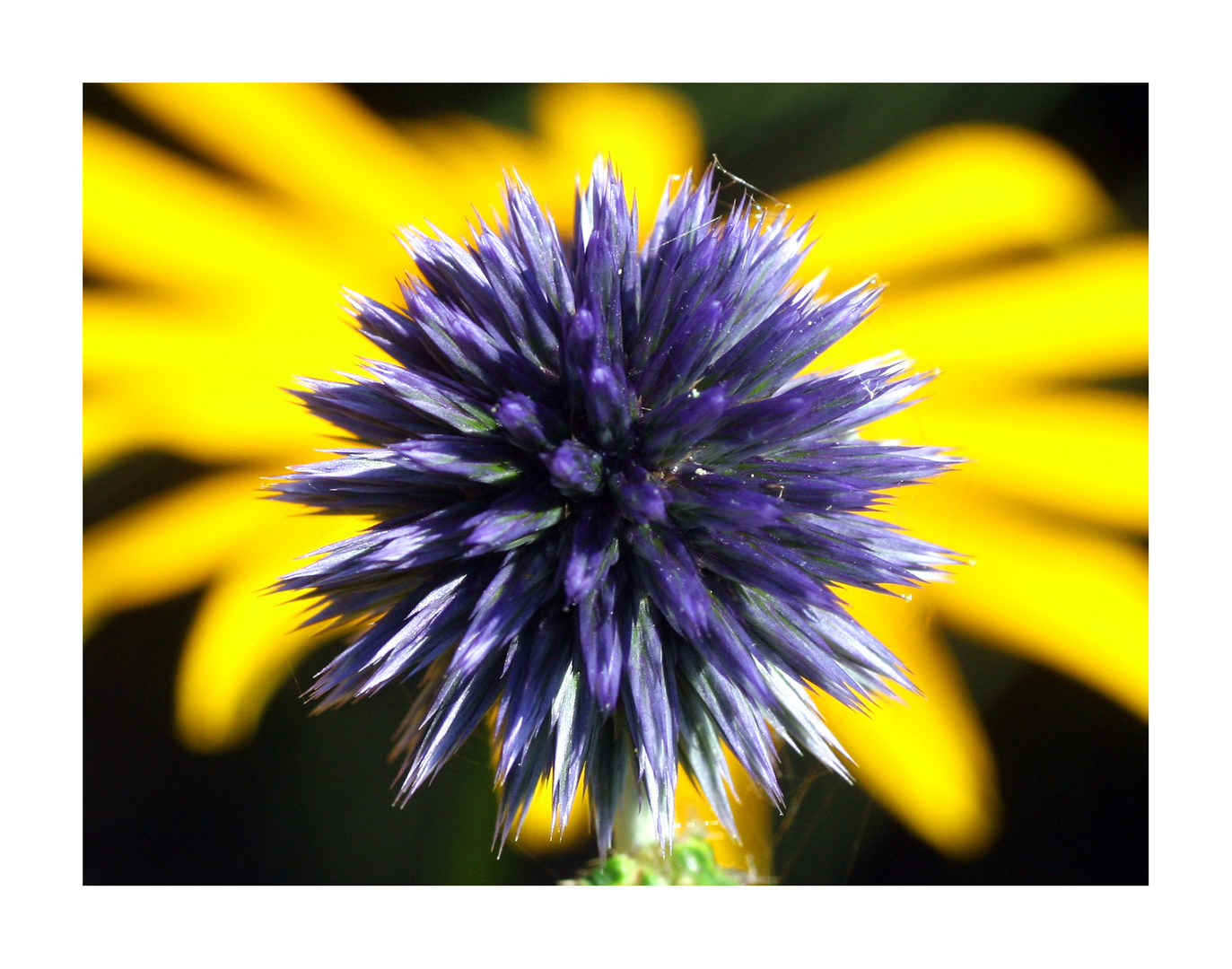 Distel trifft Sonnenhut