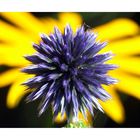 Distel trifft Sonnenhut