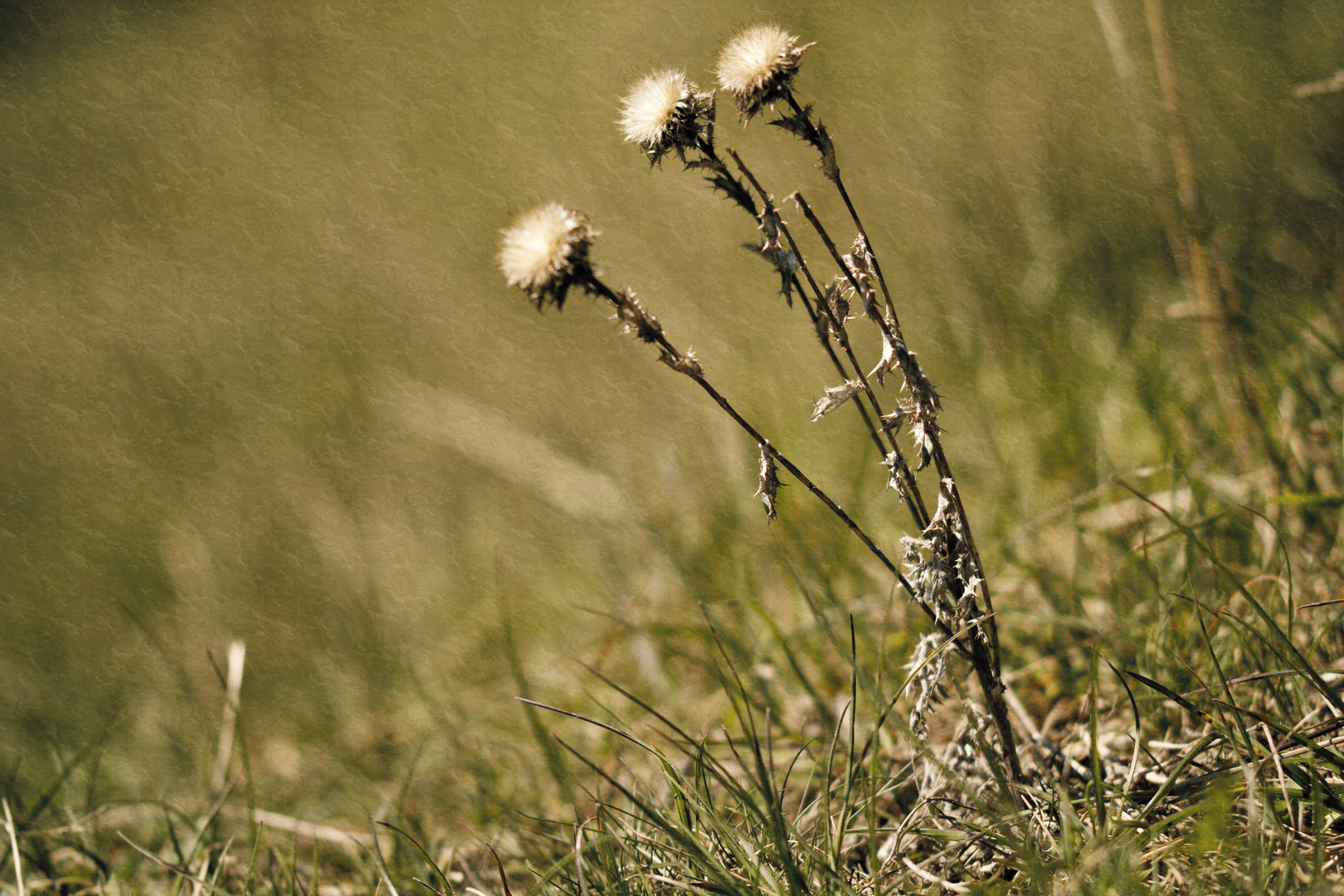 Distel-Trio