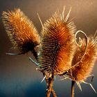 Distel-Trio