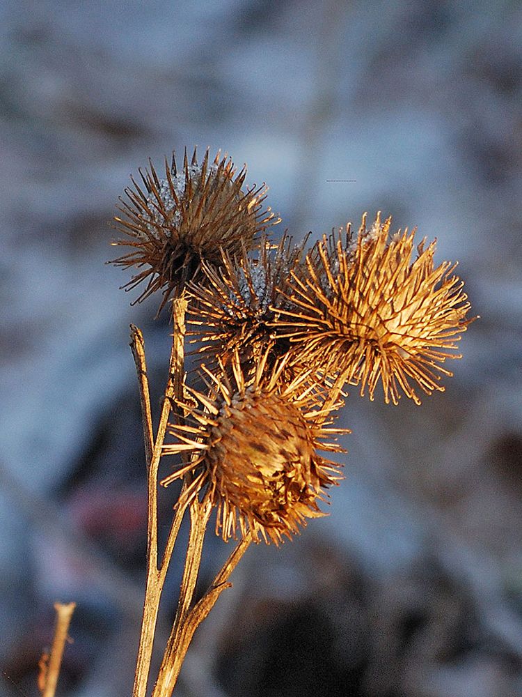 Distel (trocken)