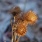 Distel (trocken)