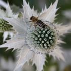 Distel und Bine