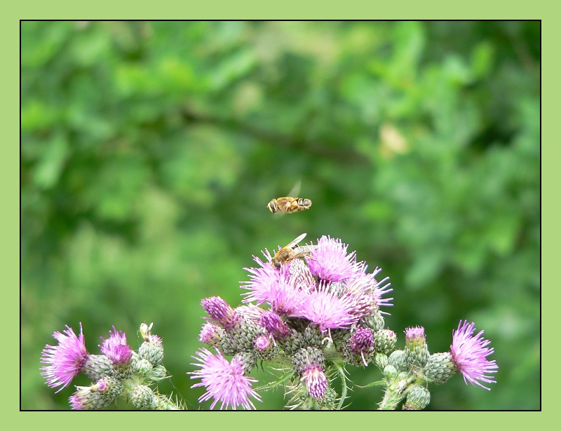 Distel und Brummer