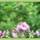 Distel und Brummer